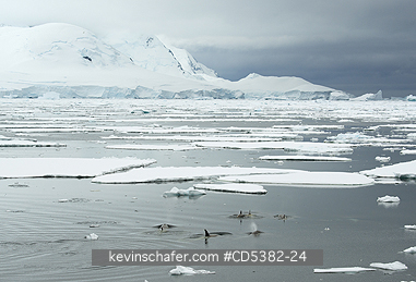 ORCA, WHALES: Killer Whales (Orcinus orca)  Type B, In pack Ice, ca 67 deg. south, Antarctic Peninsula