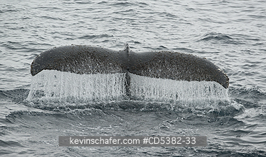 WHALE, HUMPBACK: Humpback Whale (Megaptera novaeangliae) Water runs off flukes in dive, Antarctica