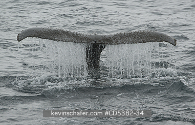 WHALE, HUMPBACK: Humpback Whale (Megaptera novaeangliae) Water runs off flukes in dive, Antarctica
