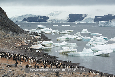PENGUINS, ADELIE: Adelie Penguins (Pygoscelis adeliae) Colony and icebergs, Paulet Island, Weddell Sea,  Antarctica