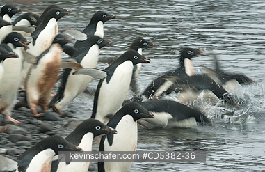 PENGUINS, ADELIE: Adelie Penguins (Pygoscelis adeliae)  Paulet Island, Weddell Sea,  Antarctica  (Blurred motion)