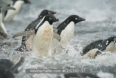 PENGUINS, ADELIE: Adelie Penguins (Pygoscelis adeliae)   Paulet Island, Weddell Sea,  Antarctica