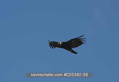 CONDOR, ANDEAN: Andean Condor (Vultur gryphus)  Torres del Paine National park, Chile