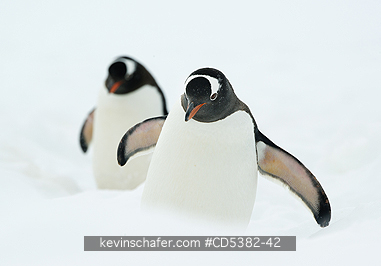 PENGUINS, GENTOO: Gentoo Penguins  (Pygoscelis papua) Marching through deep snow, Danco Island, Antarctic Peninsula, Antarctica