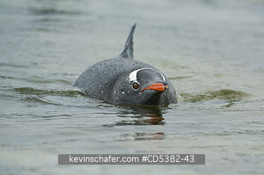 PENGUIN, GENTOO: Gentoo Penguin   (Pygoscelis papua) Swimming, Danco Island, Antarctic Peninsula, Antarctica