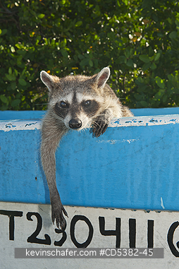 RACCOON, PYGMY: Pygmy Raccoon (Procyon pygmaeus) Critically endangered, Cozumel Island, Mexico. Less than 500 remain in existence.
