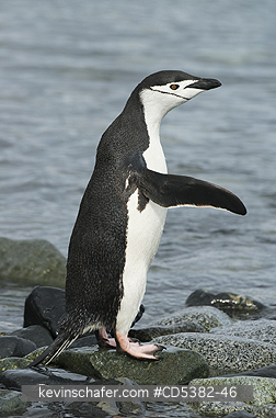 PENGUIN, CHINSTRAP: Chinstrap Penguin (Pygoscelis antarctica) shaking off water, Half Moon island, Antarctic Peninsula