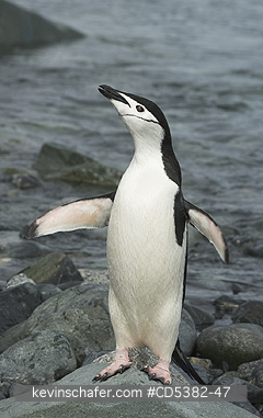 PENGUIN, CHINSTRAP: Chinstrap Penguin (Pygoscelis antarctica) shaking off water, Half Moon island, Antarctic Peninsula