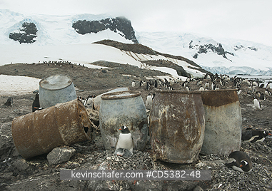 PENGUINS, GENTOO: Gentoo Penguin (Pygoscelis papua) Nesting among old fuel barrels, Mikkelsen Harbor, Trinity Island, Antarctic Peninsula, Antarctica