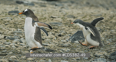 PENGUINS, GENTOO: Gentoo Penguin (Pygoscelis papua) Chick begging for food, \