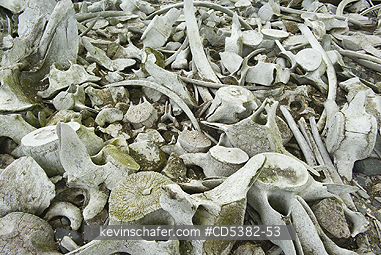 ANTARCTICA, SCENIC: Whale bones, left by early 20th C. whalers, Mikkelsen Harbor, Trinity Bay, Antarctic Peninsula