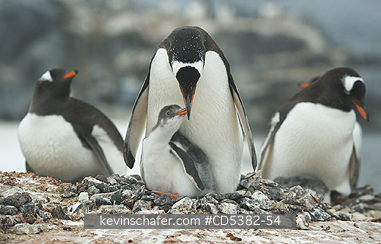 PENGUINS, GENTOO: Gentoo Penguin (Pygoscelis papua) Chick begging for food, Port Lockroy, Antarctic Peninsula, Antarctica