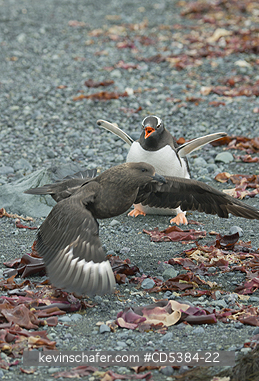 PENGUIN, GENTOO, SKUA: Gentoo Penguin chasing away Brown Skua, Mikklesen Harbor, Trinity island, Antarctica