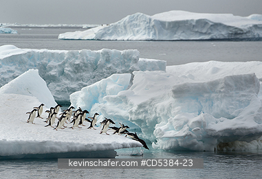 PENGUINS, ADELIE: Adelie Penguins (Pygoscelis adeliae) Jumping off iceberg, Brown Bluff, Antarctic Peninsula, Antarctica