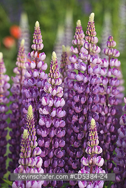 FLOWERS, LUPINE: Lupine flowers blooming in Government House garden, Ushuaia, Tierra del Fuego, Argentina