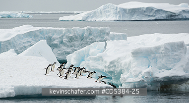 PENGUINS, ADELIE: Adelie Penguins (Pygoscelis adeliae) Jumping off iceberg, Brown Bluff, Antarctic Peninsula, Antarctica
