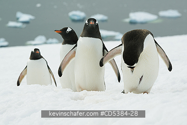 PENGUINS, GENTOO: Gentoo Penguins  (Pygoscelis papua) Climbing to nest sites, Danco Island, Antarctic Peninsula, Antarctica