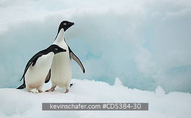 PENGUINS, ADELIE: Adelie Penguins (Pygoscelis adeliae) Adults on ice, Gourdin Island, Antarctic Peninsula, Antarctica