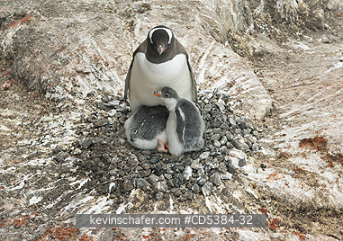 PENGUINS, GENTOO: Radiating lines mark nest site of Gentoo Penguin (Pygoscelis papua), Port Lockroy, Antarctica