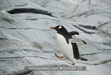 PENGUIN, GENTOO: Gentoo Penguin  (Pygoscelis papua) Climbing granite slabs, Pleneau Island, Antarctic Peninsula, Antarctica