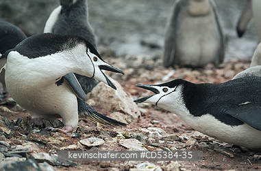 PENGUINS, CHINSTRAP: Chinstrap Penguins, neighbors squabbling on colony, Hannah Point, Livingston island, South Shetland islands, Antarctics