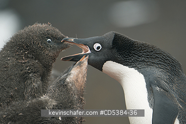 PENGUINS, ADELIE: Adelie Penguins (Pygoscelis adeliae) Adult with chicks, Paulet island, Antarctic Peninsula, Antarctica