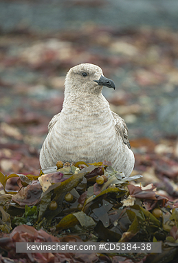 BIRD, SKUA: South Polar Skua (Stercorarius maccormicki), Mikkelsen Harbor, Trinity Island, Antarctic Peninsula, Antarctica