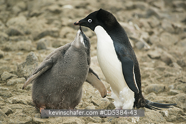 PENGUINS, ADELIE: Adelie Penguin (Pygoscelis adeliae) Adult and hungry chick, Brown Bluff, Antarctic Peninsula, Antarctica