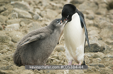 PENGUINS, ADELIE: Adelie Penguin (Pygoscelis adeliae) Adult and hungry chick, Brown Bluff, Antarctic Peninsula, Antarctica