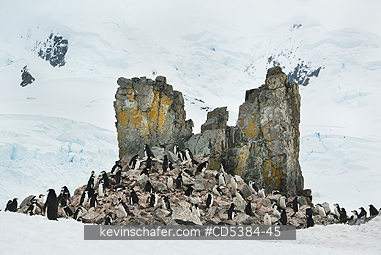 PENGUINS, CHINSTRAP: Chinstrap Penguin (Pygoscelis antarctica) Nesting Colony, Half Moon island, Antarctic Peninsula, Antarctica