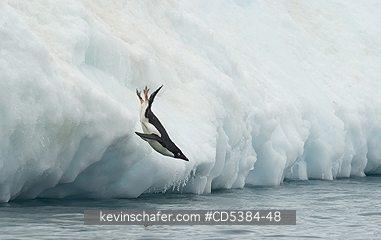 PENGUIN, ADELIE: Adelie Penguin (Pygoscelis adeliae) sliding off iceberg, Brown Bluff, Antarctica