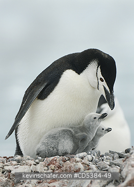 PENGUINS, CHINSTRAP: Chinstrap Penguin with chicks (Pygoscelis antarctica) Half Moon island, Antarctic Peninsula, Antarctica