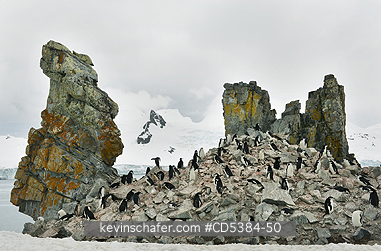 PENGUINS, CHINSTRAP: Chinstrap Penguin (Pygoscelis antarctica) Nesting Colony, Half Moon island, Antarctic Peninsula, Antarctica