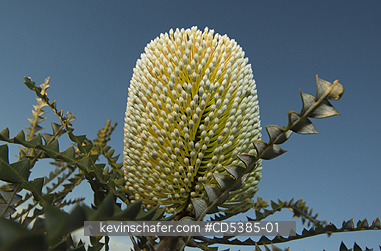 PLANT, BANKSIA: Flower, Showy Banksia (Banksia speciosa), Southern Coast, Western Australia