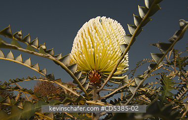 PLANT, BANKSIA: Flower, Showy Banksia (Banksia speciosa), Southern Coast, Western Australia