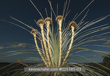 PLANT, GRASS TREE: Grass Tree (Kingia australis) Endemic to Western Australia, Waychinicup National Park