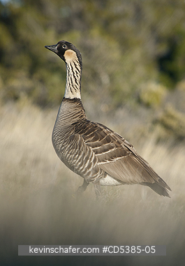 BIRD, NENE: Nēnē or Hawaiian Goose, (Branta sandvicensis)  Haleakala National Park, Maui, Hawaii ENDANGERED