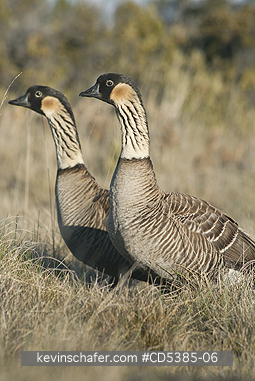 BIRD, NENE: Nēnē or Hawaiian Goose, (Branta sandvicensis)  Haleakala National Park, Maui, Hawaii ENDANGERED