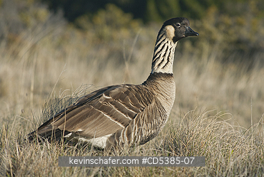 BIRD, NENE: Nēnē or Hawaiian Goose, (Branta sandvicensis)  Haleakala National Park, Maui, Hawaii ENDANGERED