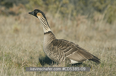 BIRD, NENE: Nēnē or Hawaiian Goose, (Branta sandvicensis)  Haleakala National Park, Maui, Hawaii ENDANGERED
