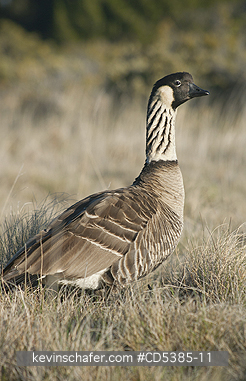 BIRD, NENE: Nēnē or Hawaiian Goose, (Branta sandvicensis)  Haleakala National Park, Maui, Hawaii ENDANGERED