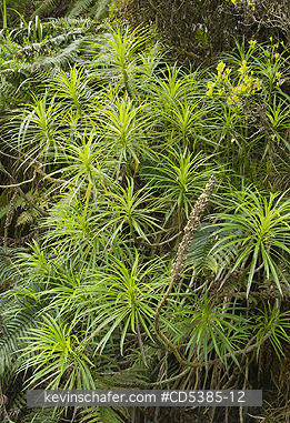 PLANT, HAWAII: Endemic lobelia plant (Lobelia grayana) Waikamoi Preserve, East Maui, Hawaii
