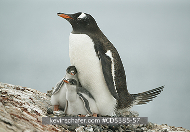 BIRD, GENTOO PENGUIN: Gentoo Penguin with chicks (Pygoscelis papua)  Pleneau island, Antarctic Peninsula, Antarctica