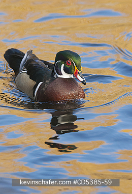 BIRD, WOOD DUCK: Wood Duck (Aix sponsa) Wild,  Vancouver Island, Canada