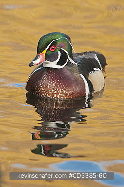 BIRD, WOOD DUCK: Wood Duck (Aix sponsa) Wild,  Vancouver Island, Canada