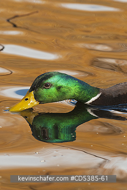 BIRD, MALLARD: Mallard duck (Anas platyrhynchos) Male, Vancouver island, Canada