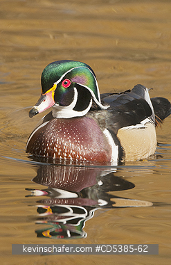 BIRD, WOOD DUCK: Wood Duck (Aix sponsa) Wild,  Vancouver Island, Canada