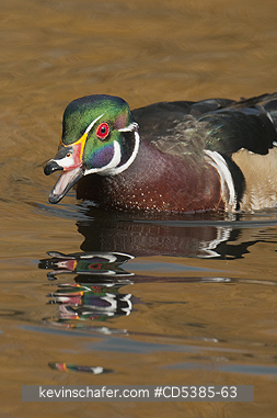 BIRD, WOOD DUCK: Wood Duck (Aix sponsa) Wild,  Vancouver Island, Canada