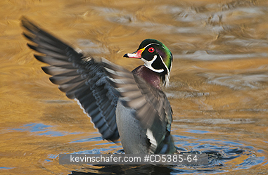 BIRD, WOOD DUCK: Wood Duck (Aix sponsa) Wild,  Vancouver Island, Canada