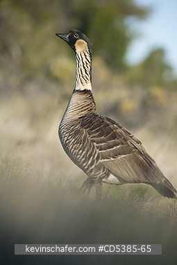 BIRD, NENE: Nēnē or Hawaiian Goose, (Branta sandvicensis)  Haleakala National Park, Maui, Hawaii ENDANGERED